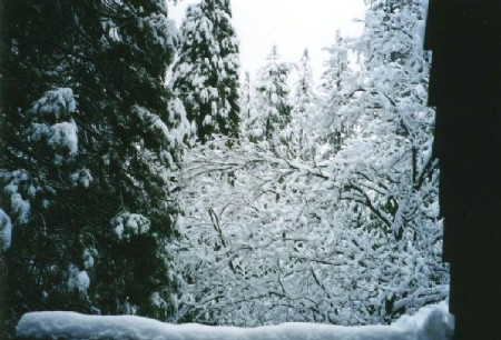 snow on oak